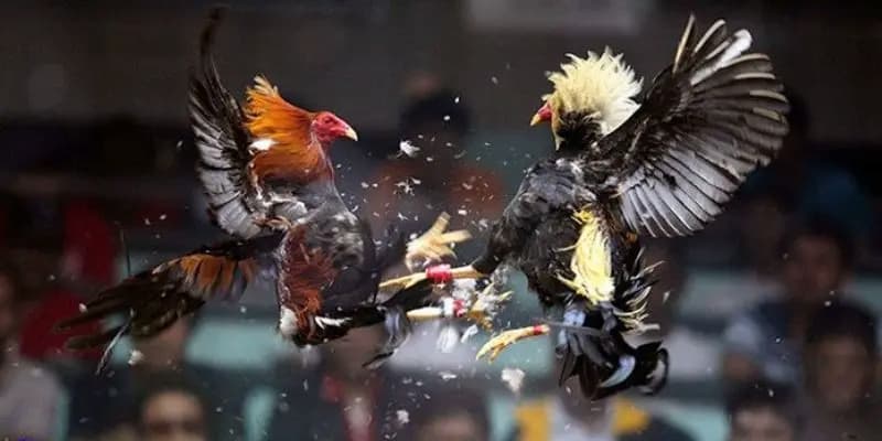 đá gà Kwin68 Các câu hỏi thường gặp về đá gà Kwin68